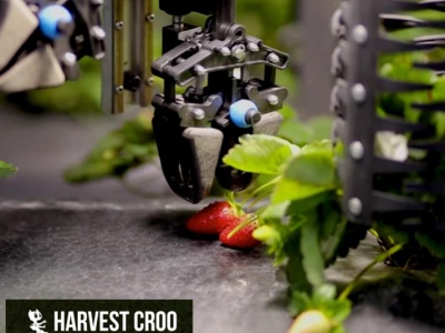 An Automated Harvesting Update: Harvest CROO Robotics, Traptic, and Advanced Farms