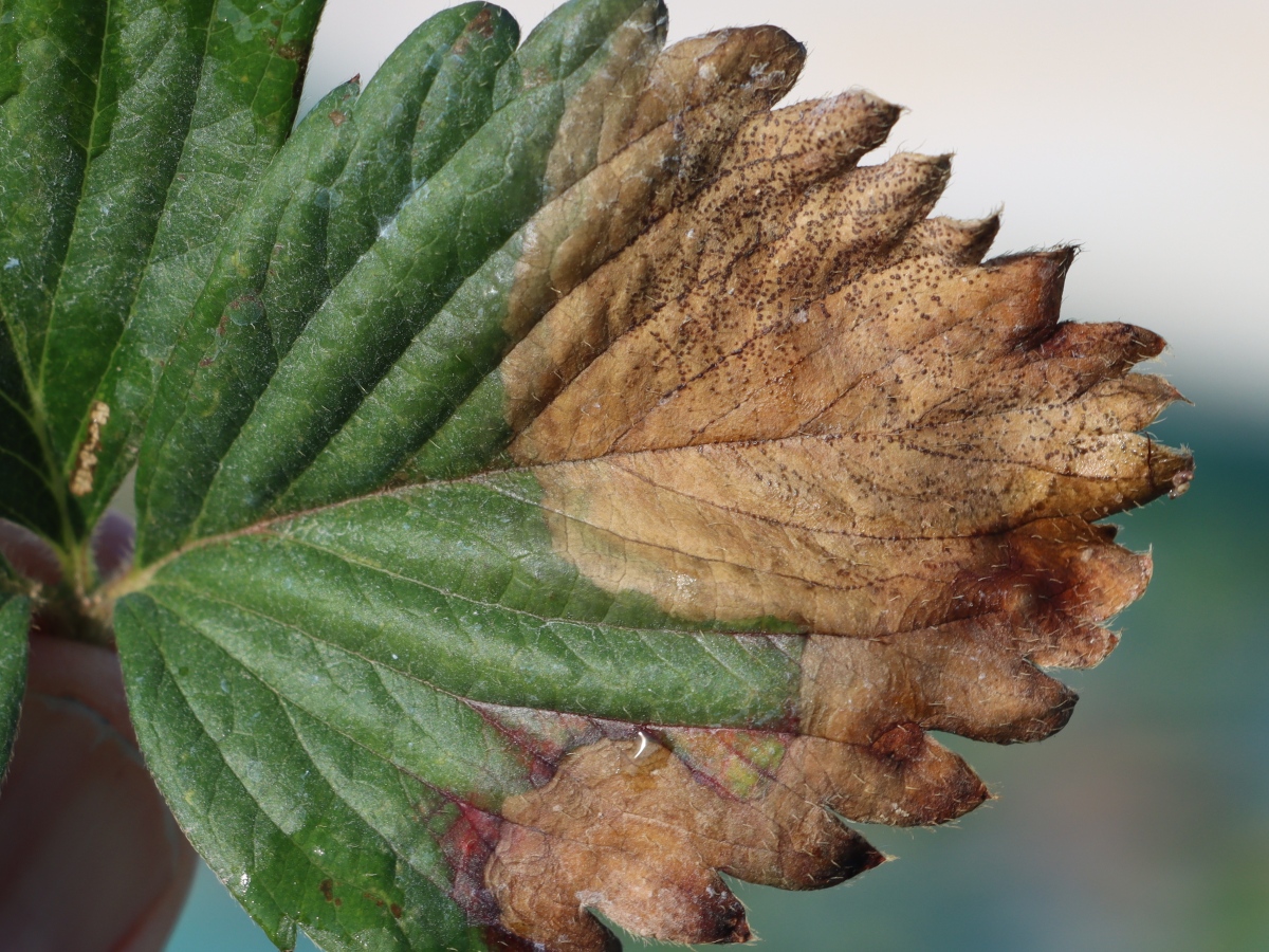 Off-cycle Zythia leaf blotch